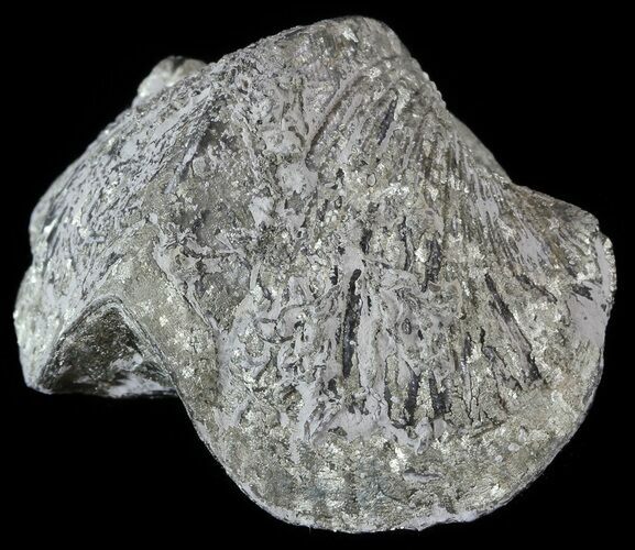 Pyrite Replaced Brachiopod (Paraspirifer) - Ohio #52701